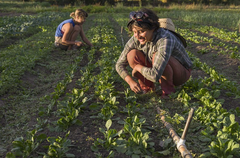 Two women weeding spinach beds