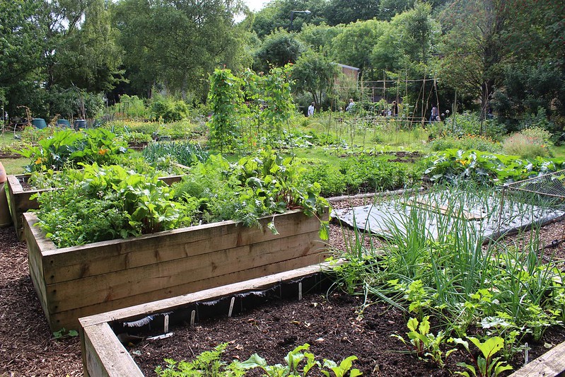 Landscape Photo of Raised bed organic vegetable garden