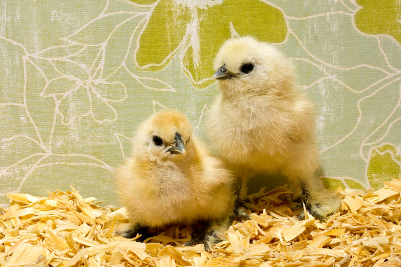 Close Up Photo of Two Baby Chicks standing on wooden chips