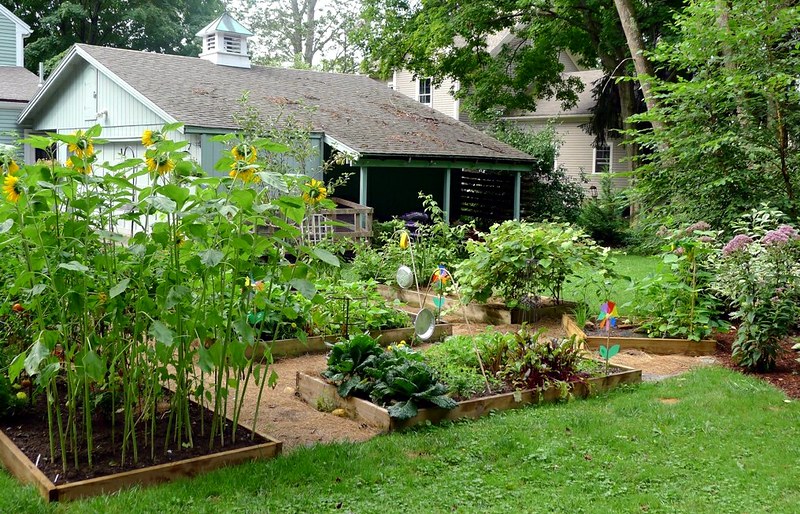 Landscape Photo of Backyard Garden with variety of plants