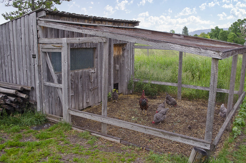 Chicken coop on the grounds of the Tinsley Living Farm