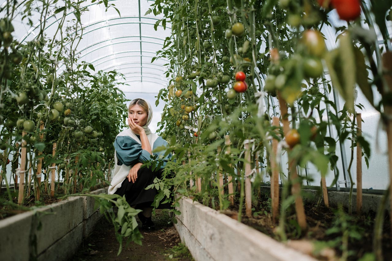 Woman in a white sweater Looking At Tomato Plants
