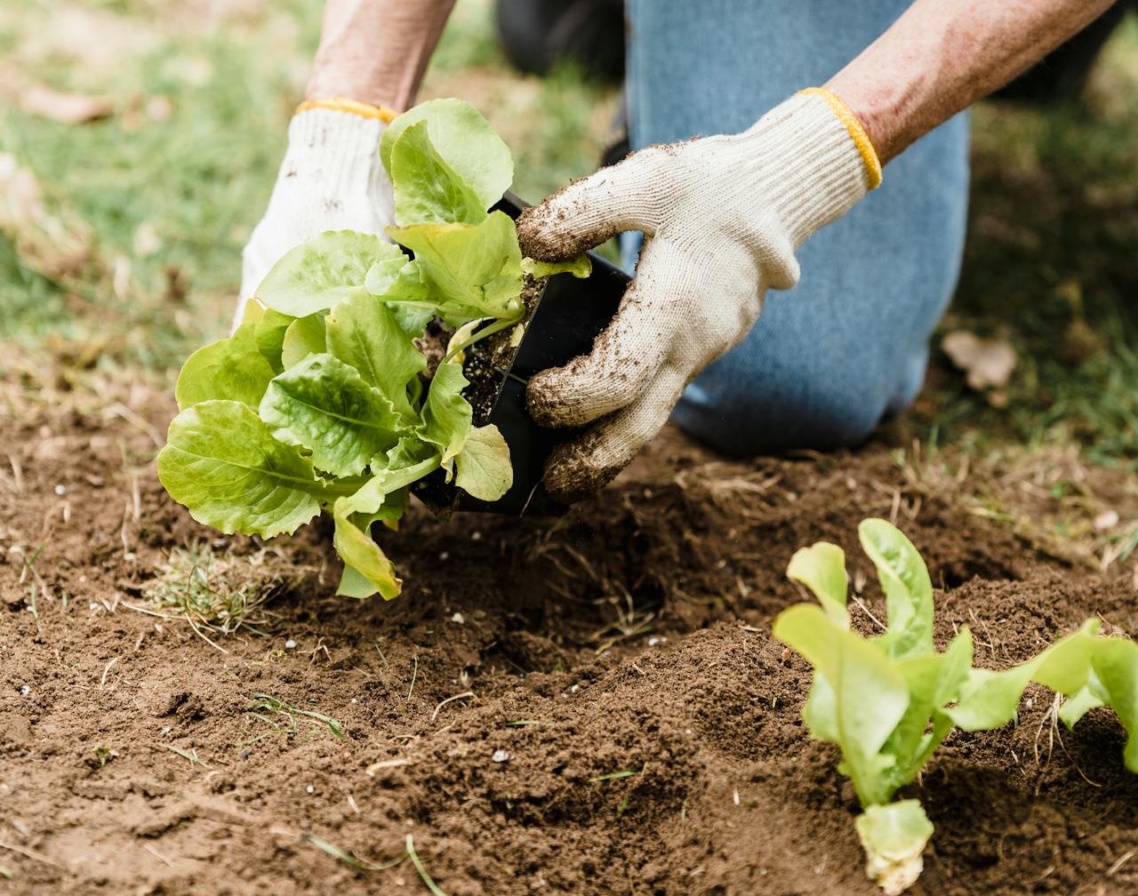 Close-Up Shot of a Person Gardening