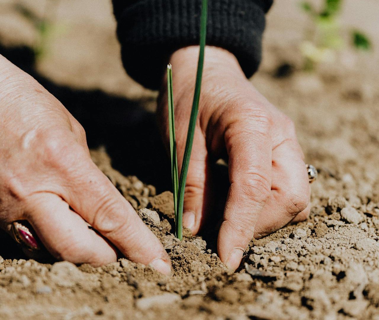 Crop faceless woman planting seedling into soil