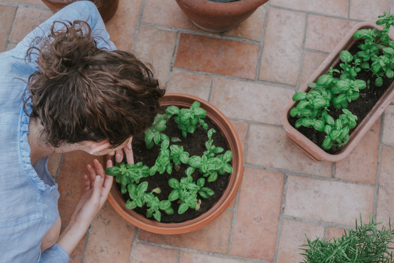 Overhead Photo of Person Holding Green Plant on Brown Pot