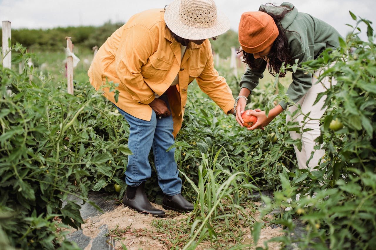 Female farmers picking vegetables during harvesting season