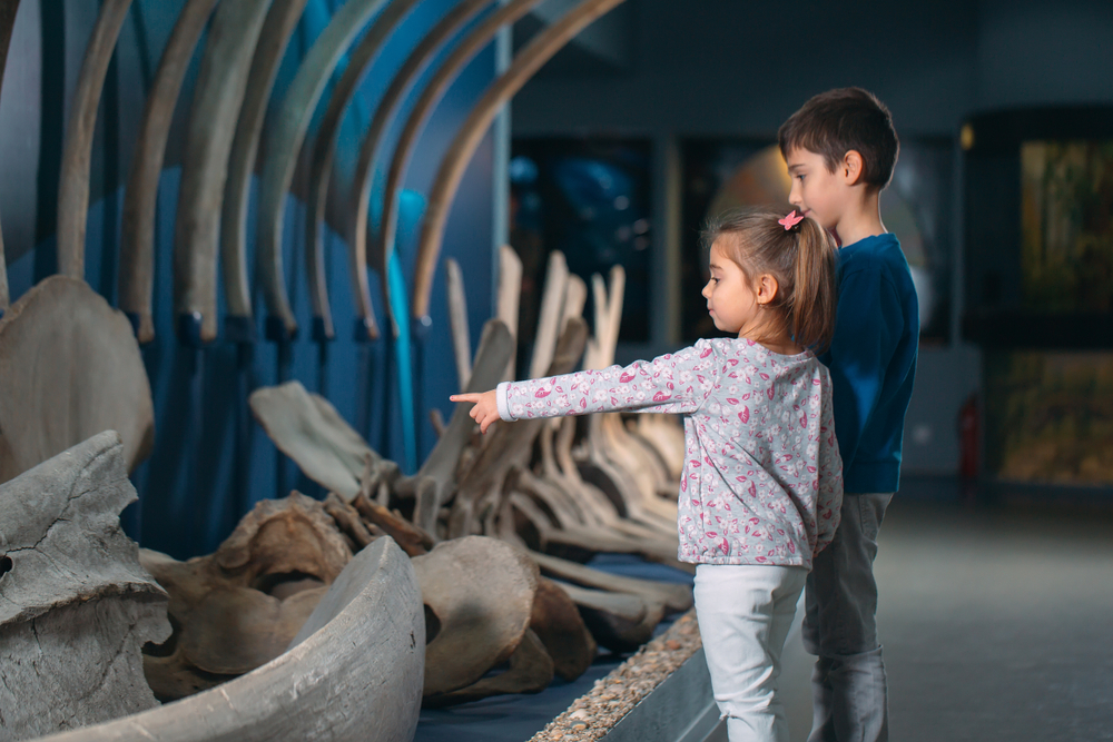 Children look at the skeleton of an ancient whale