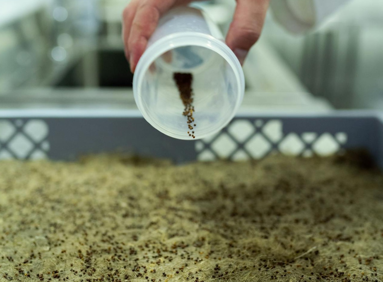 Scientist Planting Seeds