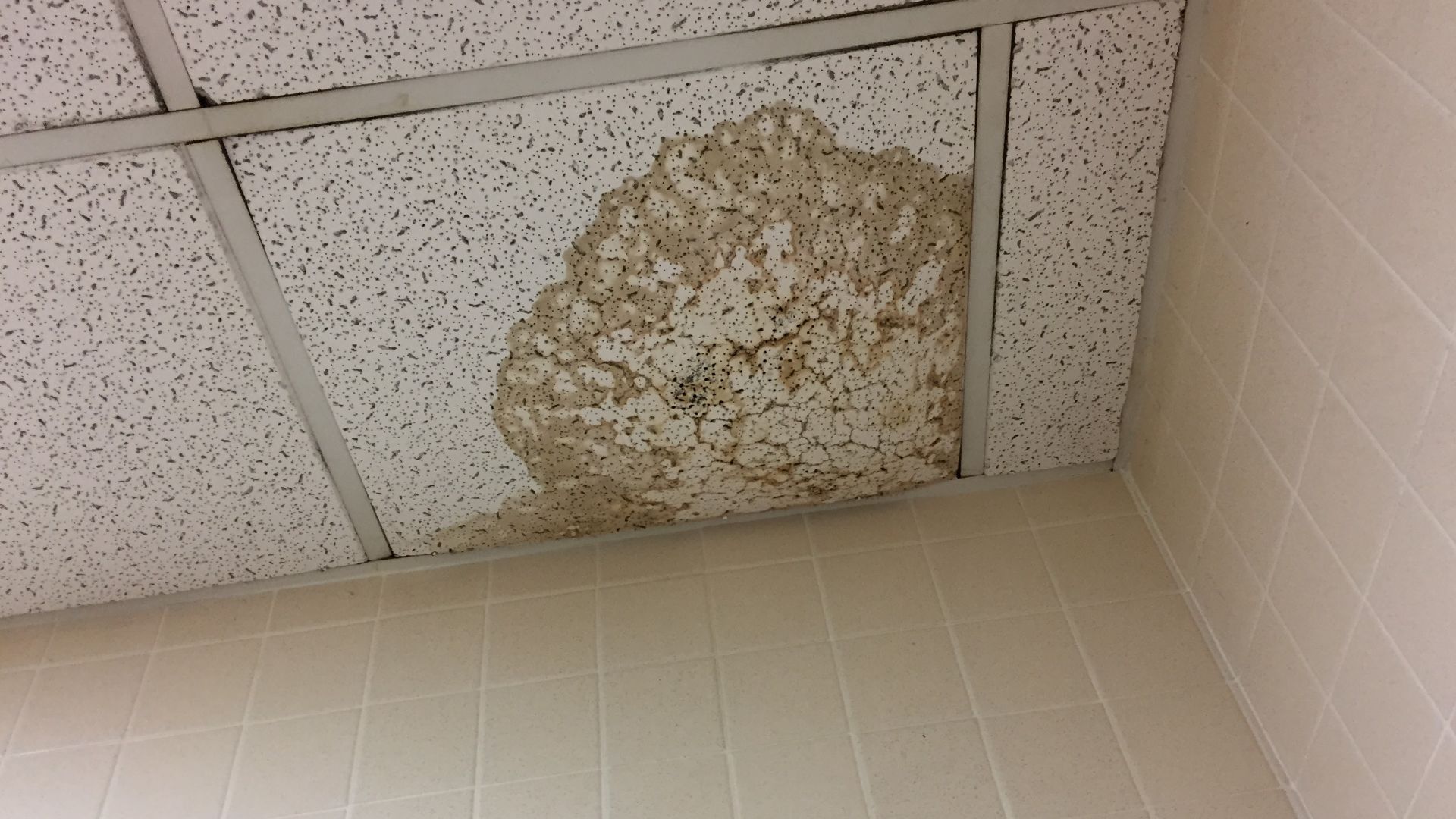 File:Ceiling water damage.jpg