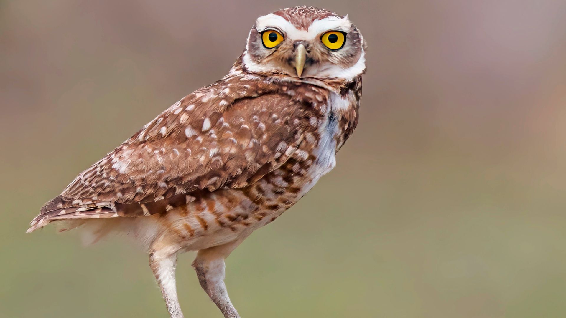File:Brazilian burrowing owl (Athene cunicularia grallaria) Rio Negro.jpg