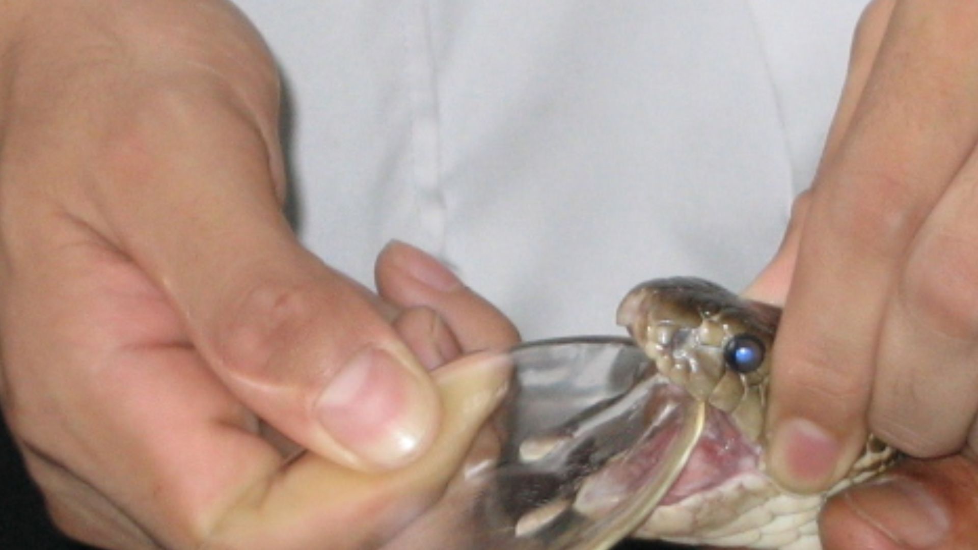 File:Snake Milking.jpg