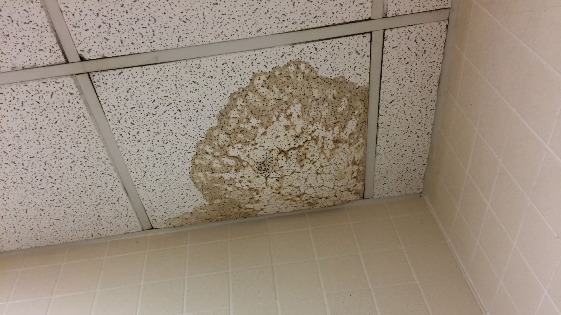 File:Ceiling water damage.jpg