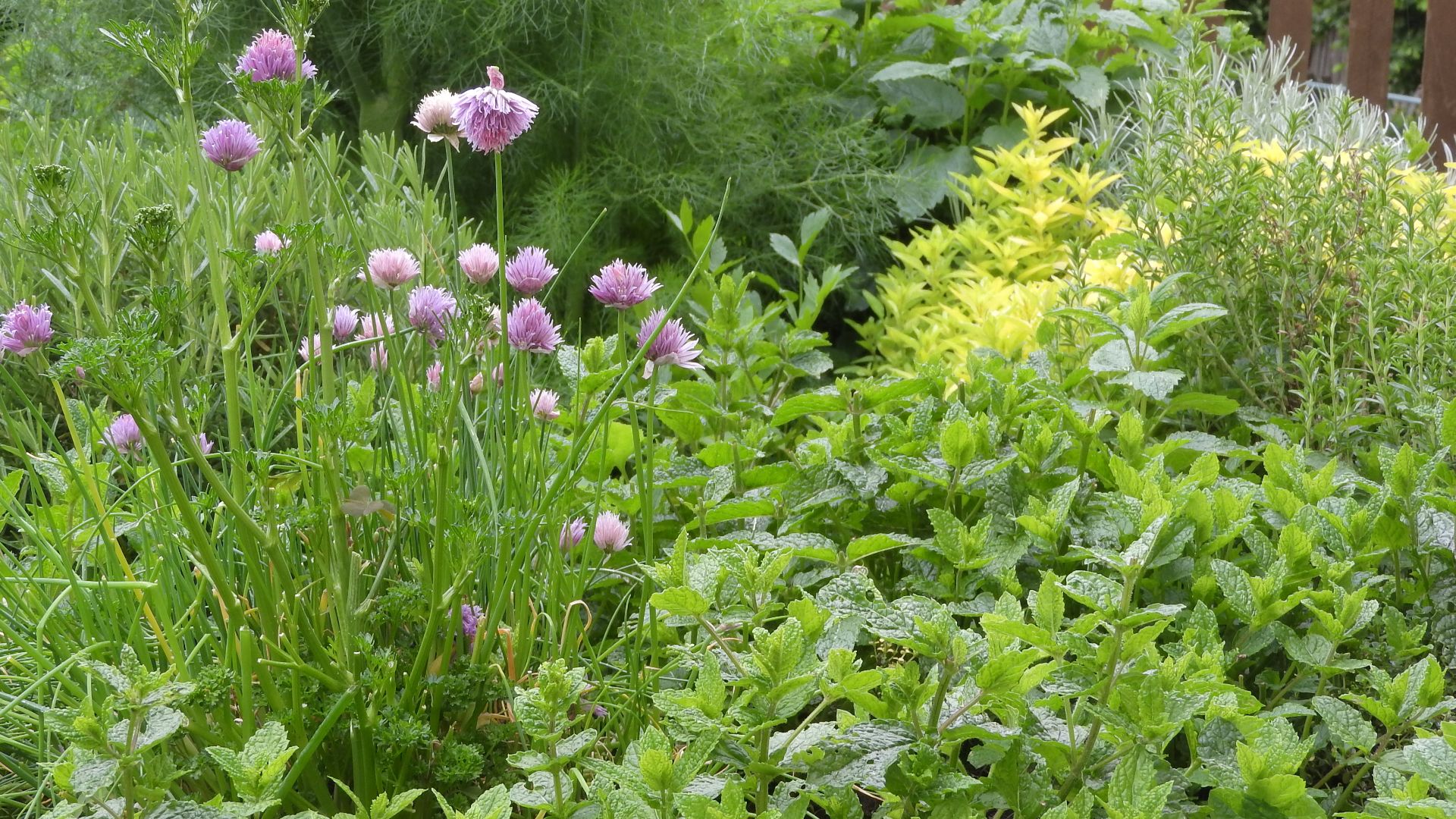 File:Herb garden or flowerbed - edible plants for cooking.jpg