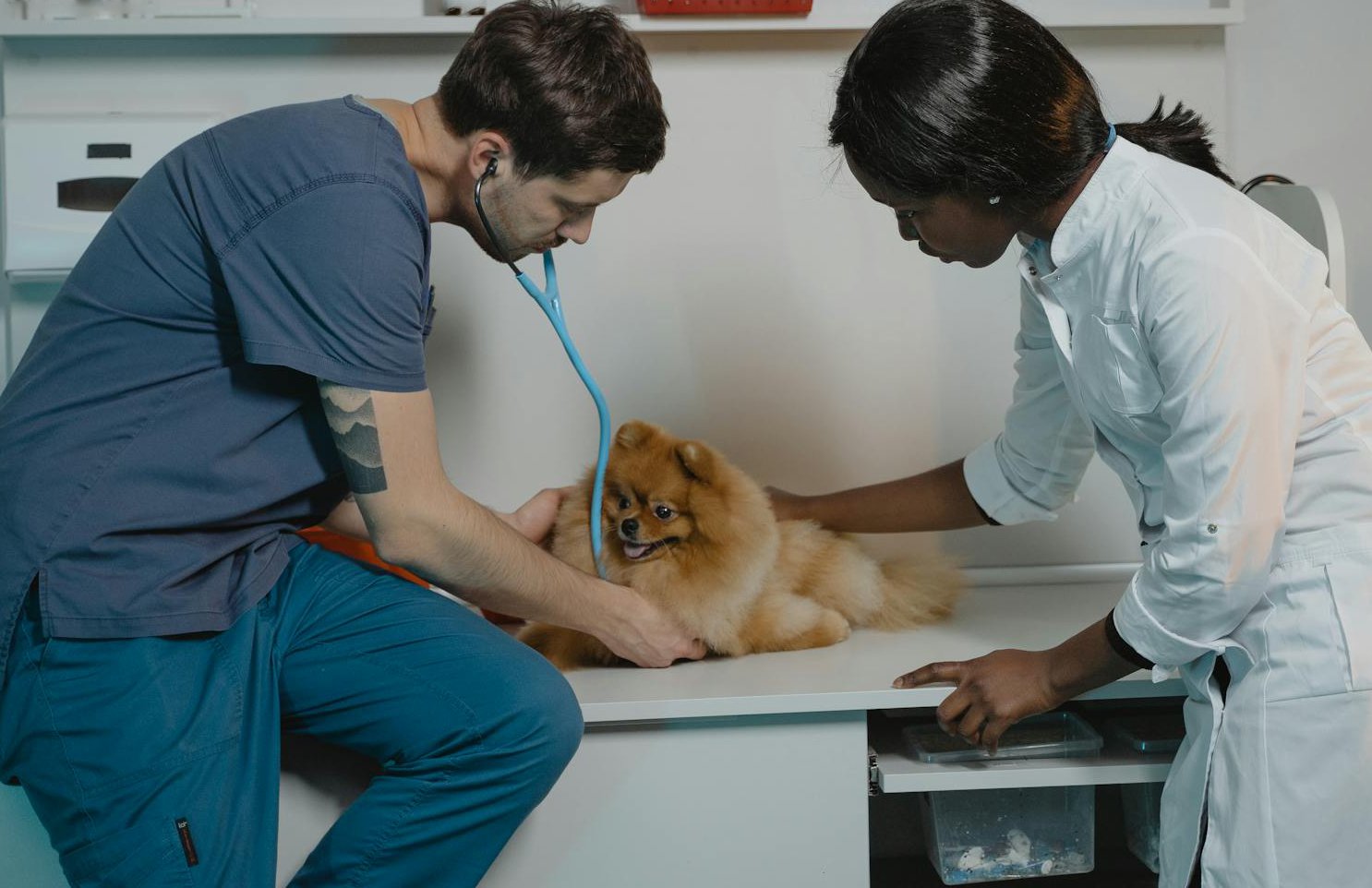 A Vet Checking a Pomeranian Dog