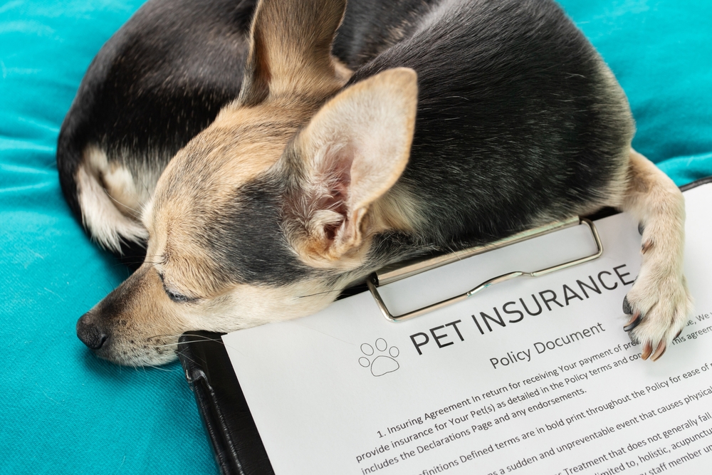 Small Dog Sleeping With Insurance Papers