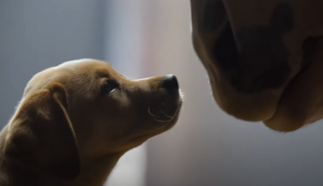Budweiser: Puppy Love (2014)