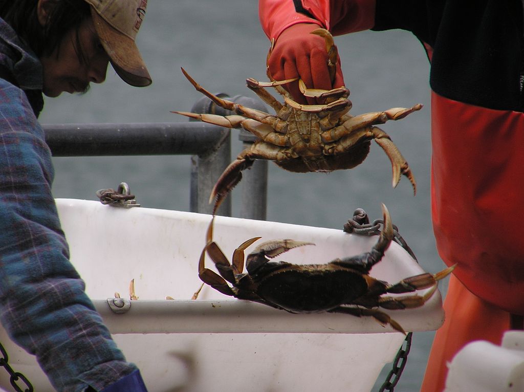 Fisherman holding a crab