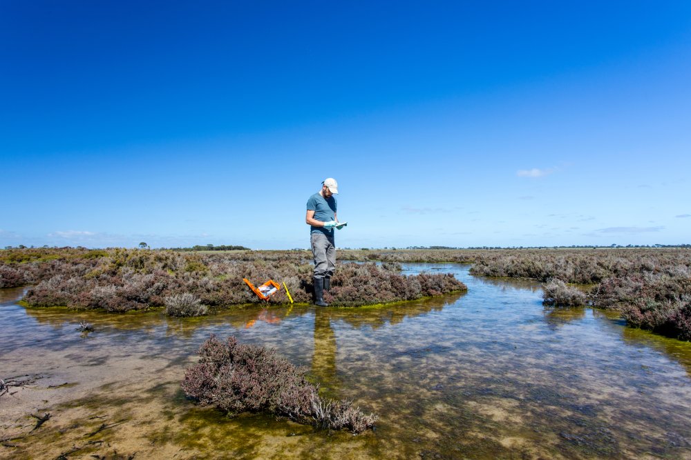 Scientist measuring environmental water quality parameters in a wetland