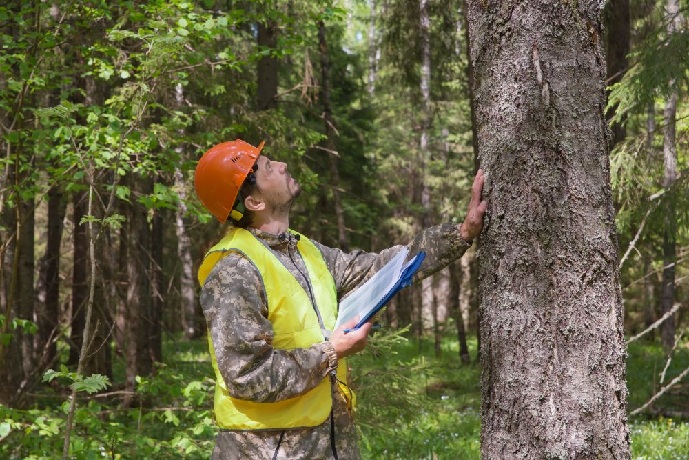 Portrait Photo of A forest engineer works in the forest