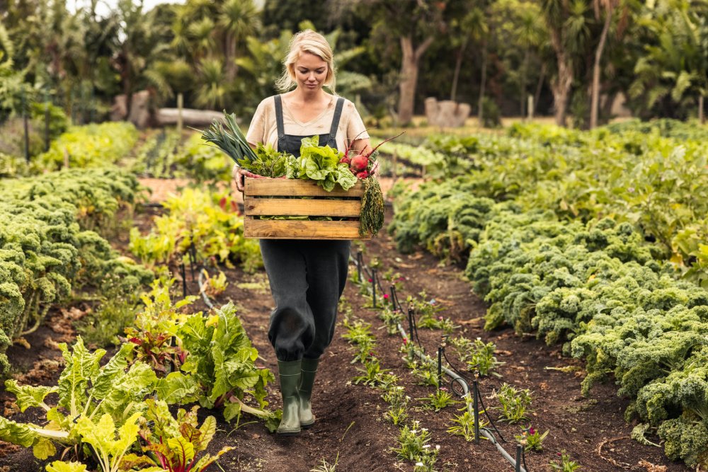 Portrait Photo of Organic farmer harvesting fresh vegetables on her farm