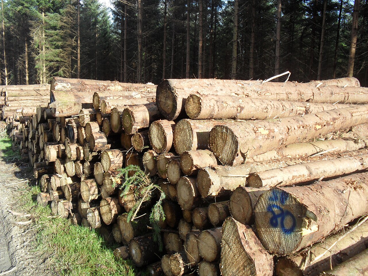 Lumber Pile Near A Forest