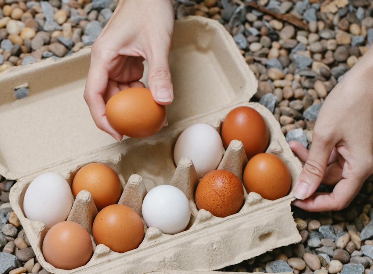 Woman putting chicken eggs in carton containers