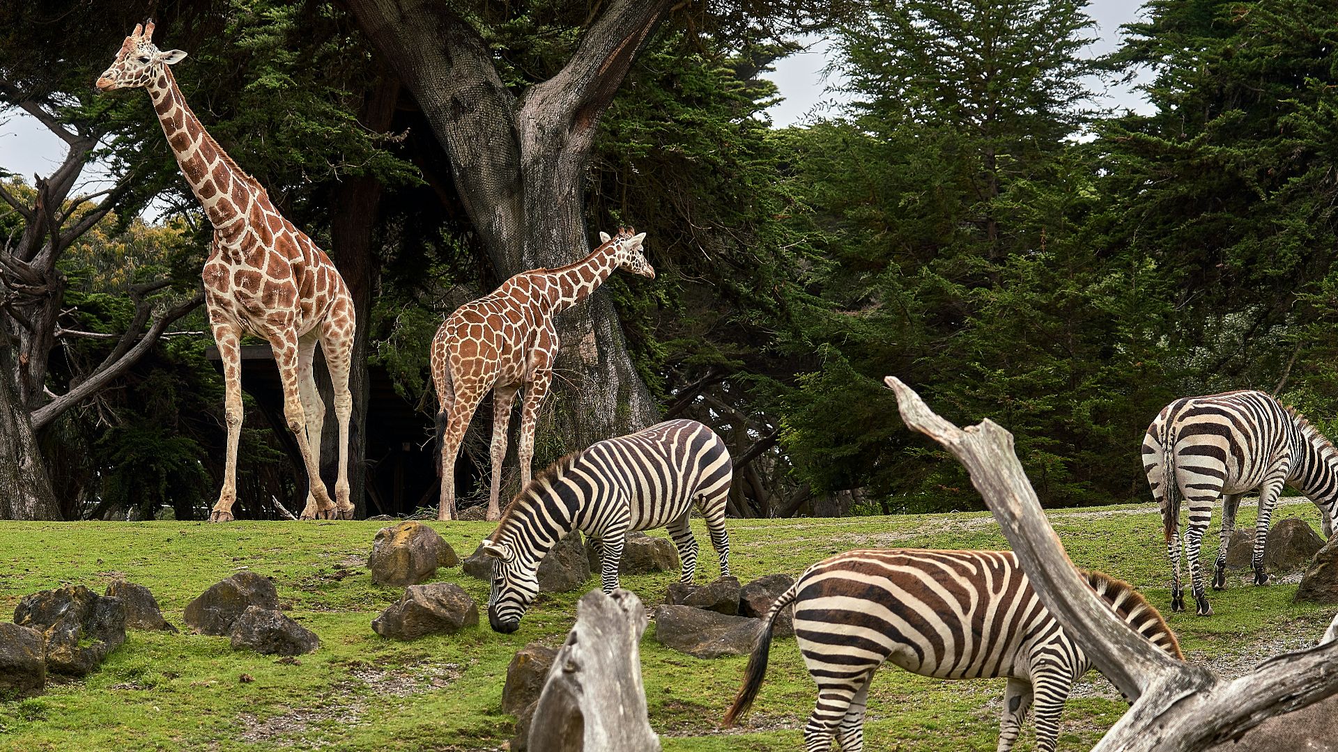two giraffe and three zebra on green grass field under trees at daytime