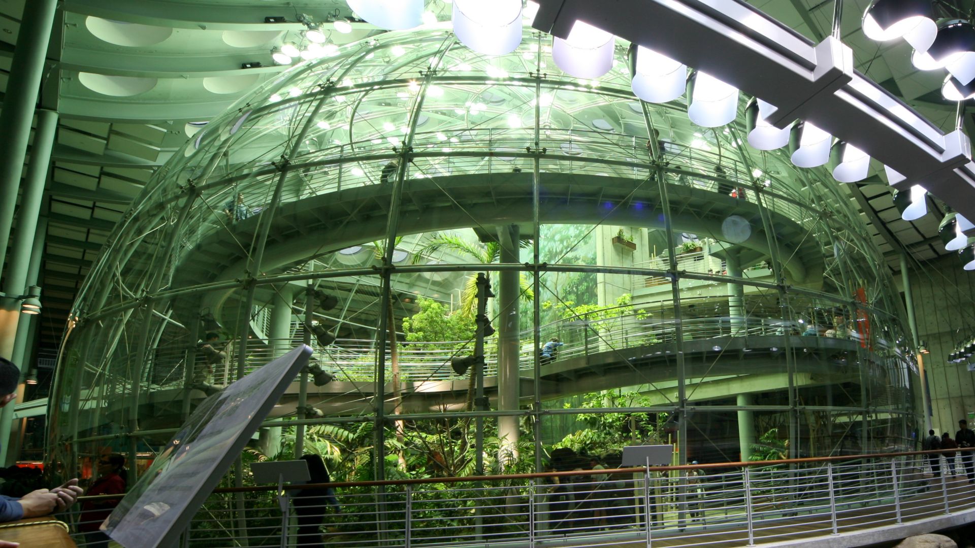 File:California Academy of Sciences Indoor Rainforest.jpg