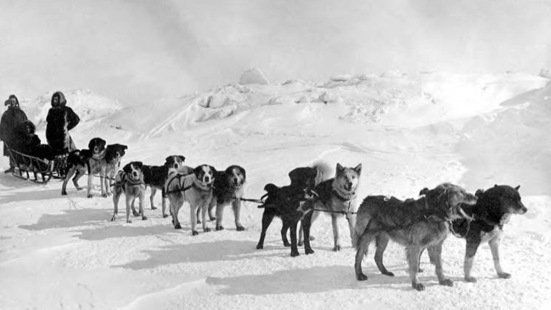 File:Bob Griffith with two men and mail-carrier dogsled next to snow drifts on Bering Sea, vicinity of Nome, Alaska, between 1900 and (AL+CA 6540).jpg