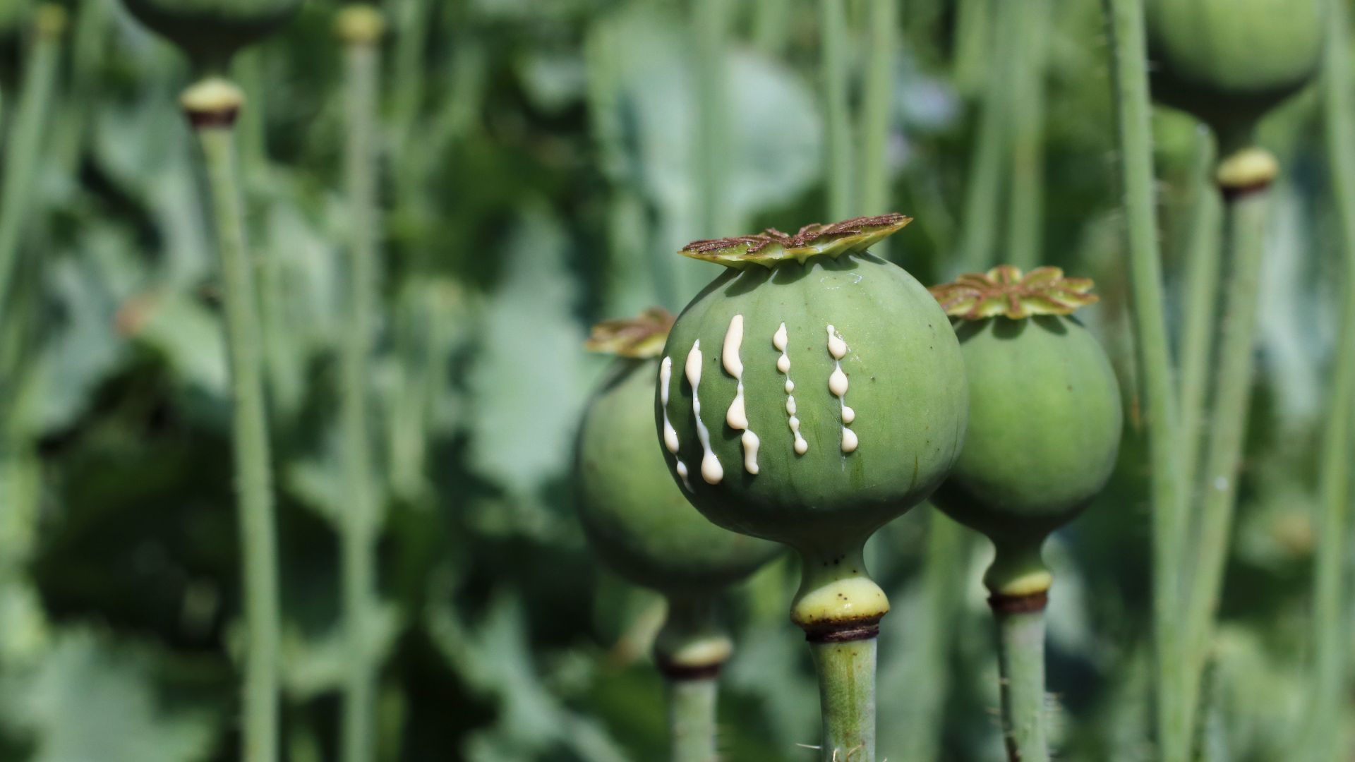 File:Papaver somniferum 2021 G3.jpg