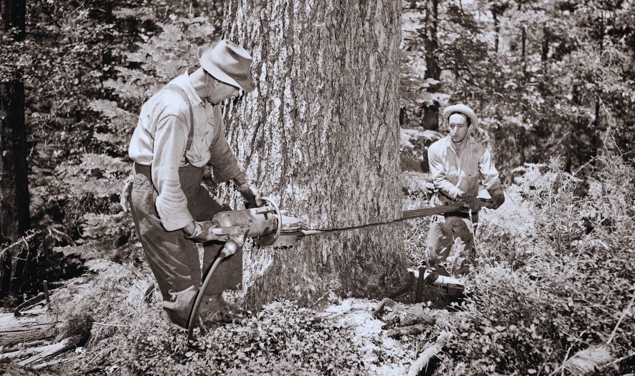 Gettyimages - 1248925806, Lumberjacks 1930s Two Men Lumberjacks Working Together Using Compressed Air Pneumatic Chain Saw To Cut And Fell A Large Tree