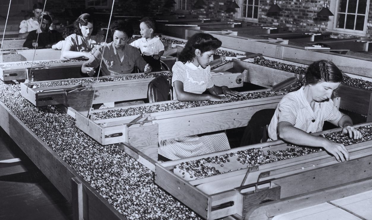Gettyimages - 843982372, Tri des canneberges Tri des canneberges (cranberry) passant sur un tapis automatisé dans une usine aux Etats-Unis, en novembre 1944 - L'homme en arrière-plan supervise le travail d'une employée.