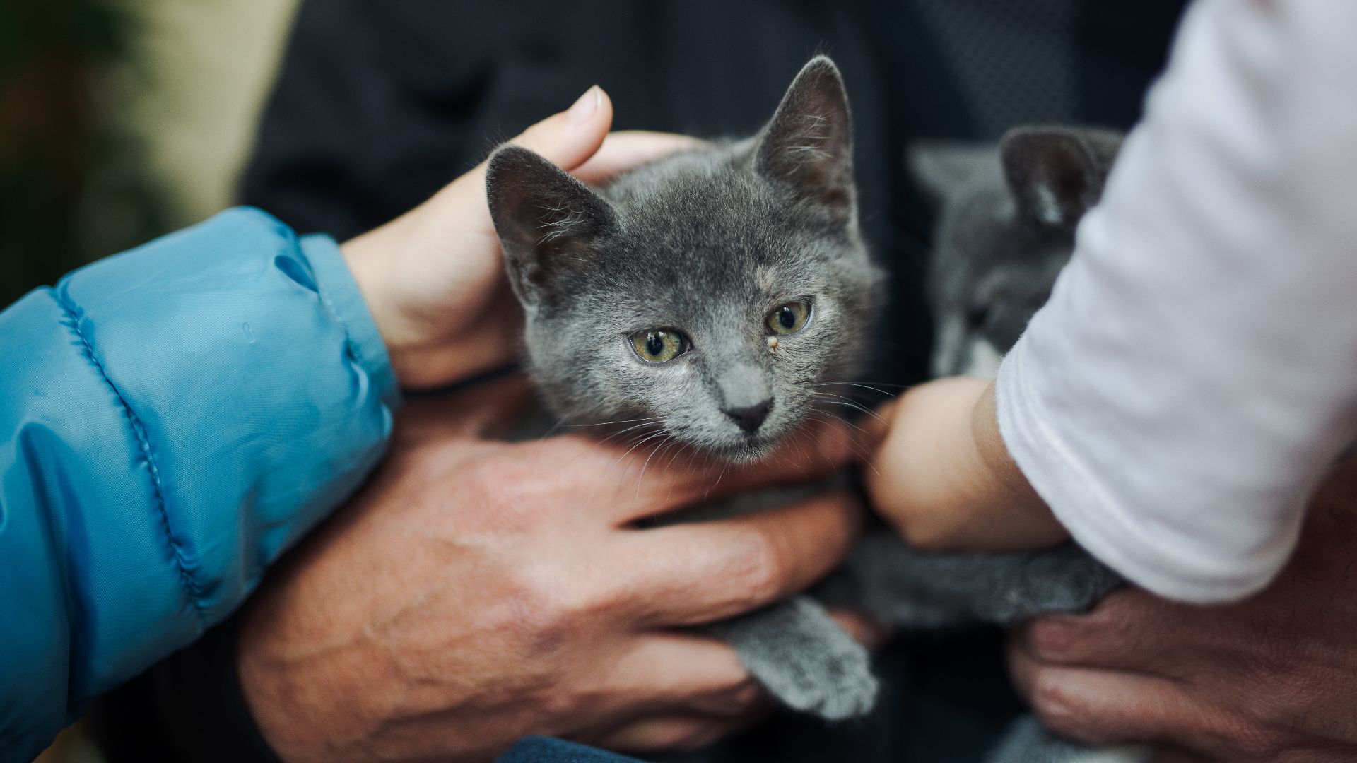 File:Young child and an old person are petting grey cute cat - 51622977008.jpg