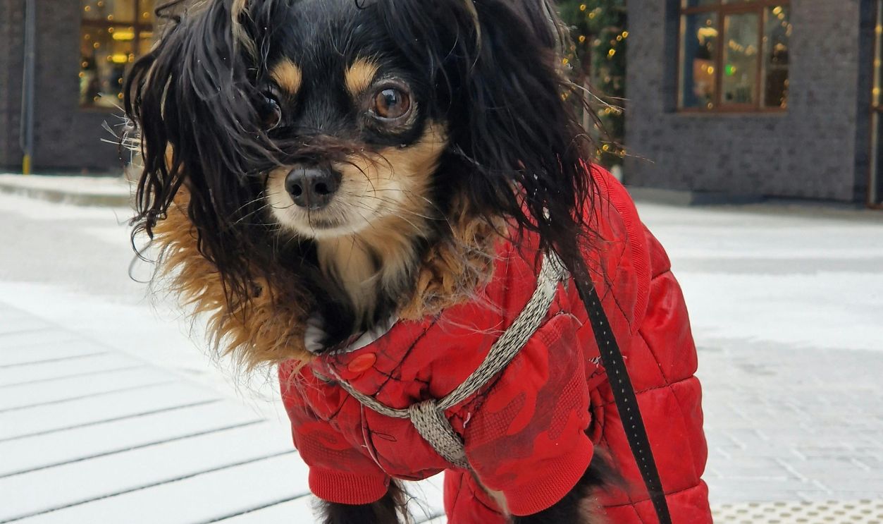 Pet Accessories You Don’t Understand