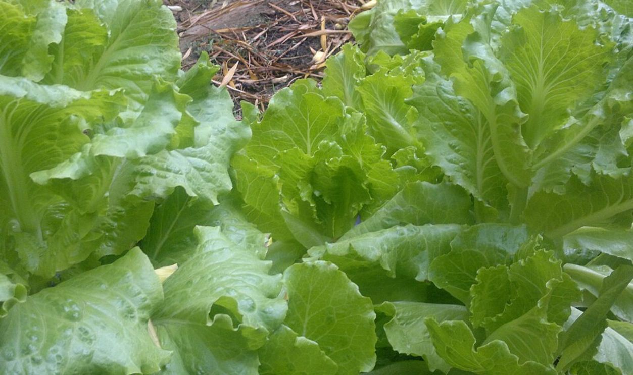 Iceberg Lettuce and Nothing Else