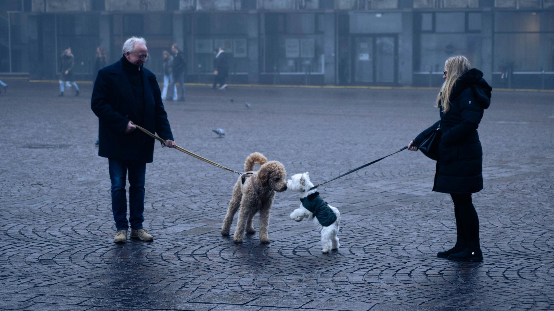A man and a woman walking two dogs on a leash