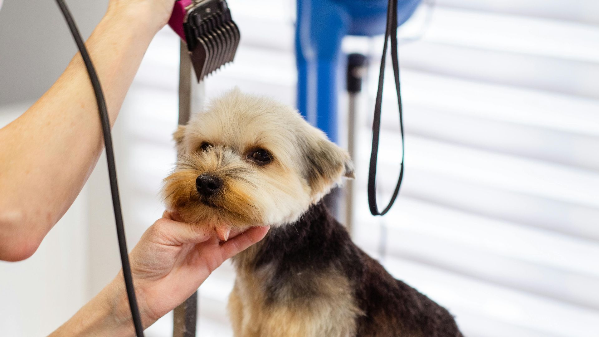 Goochie Poochie Grooming