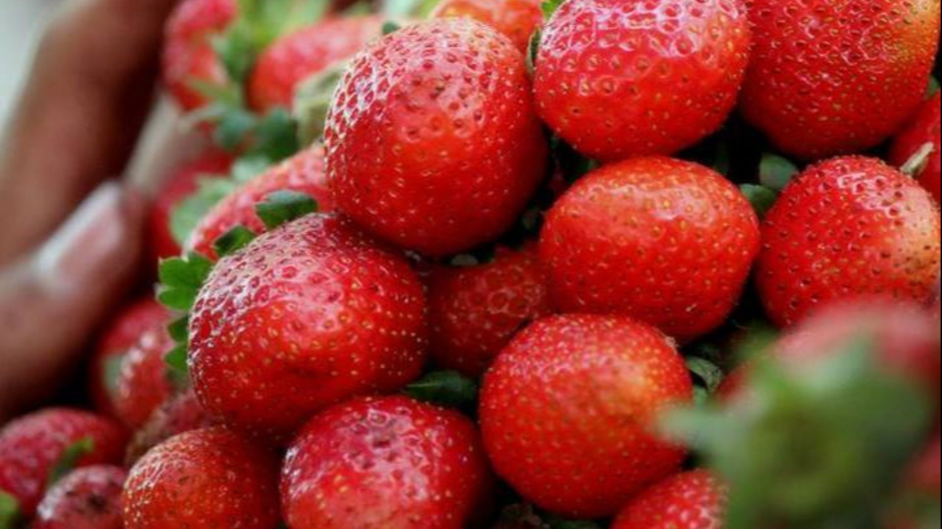 File:Strawberries for sale at Mahabaleshwar.jpg