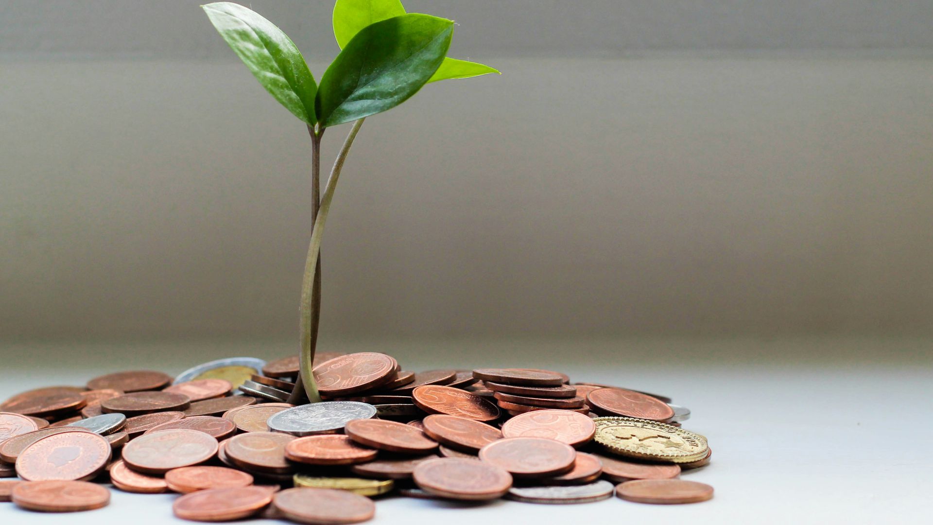 green plant on brown round coins