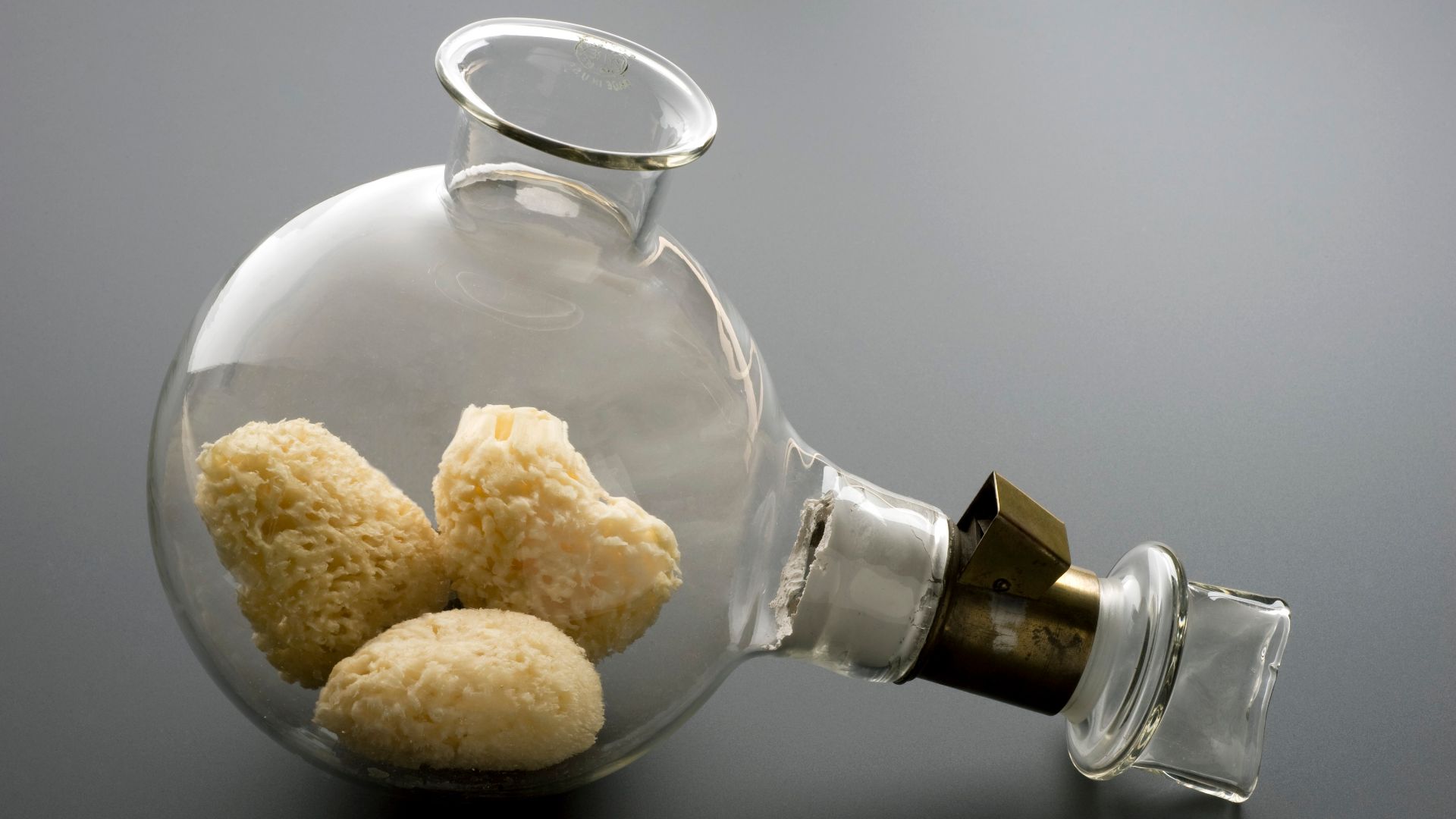 File:Copy of Morton's inhaler, England, 1870-1920 Wellcome L0058159.jpg