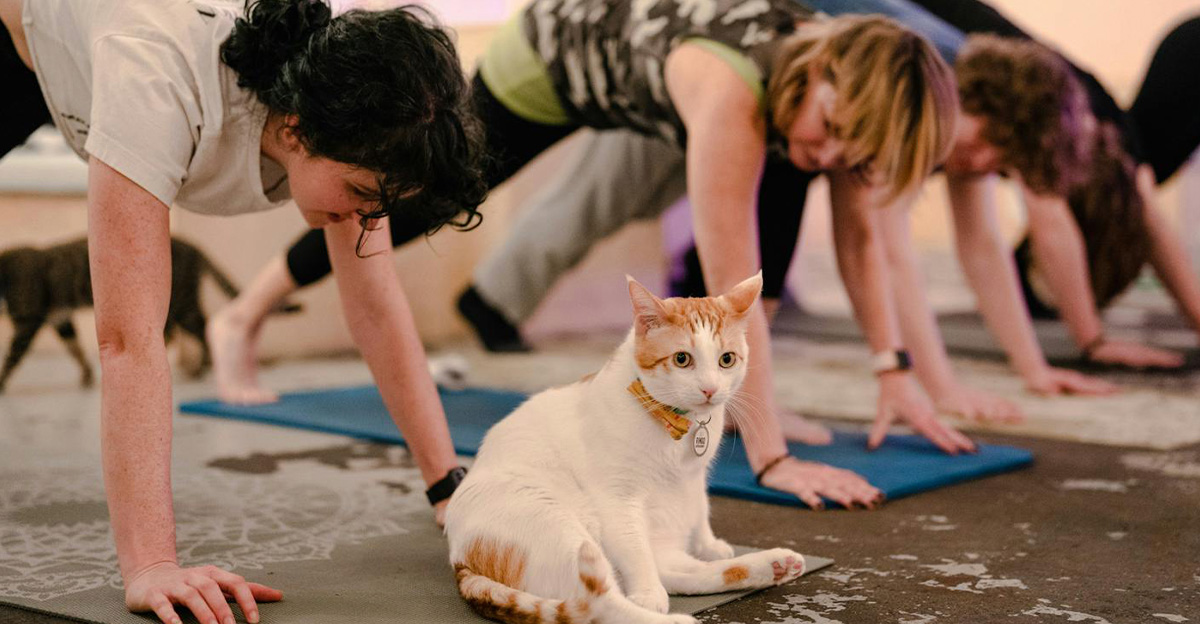Rss Thumb - Cat Yoga Studio