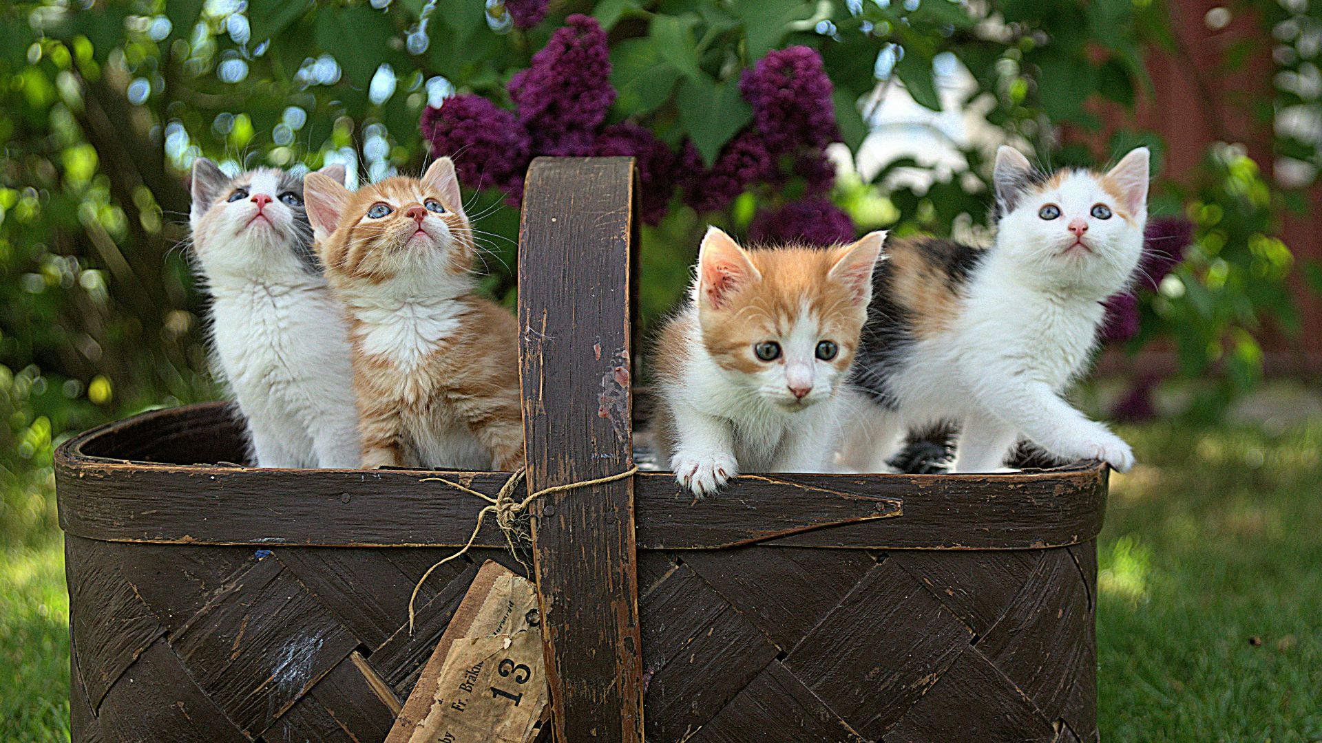 four assorted-color tabby kittens on brown basket