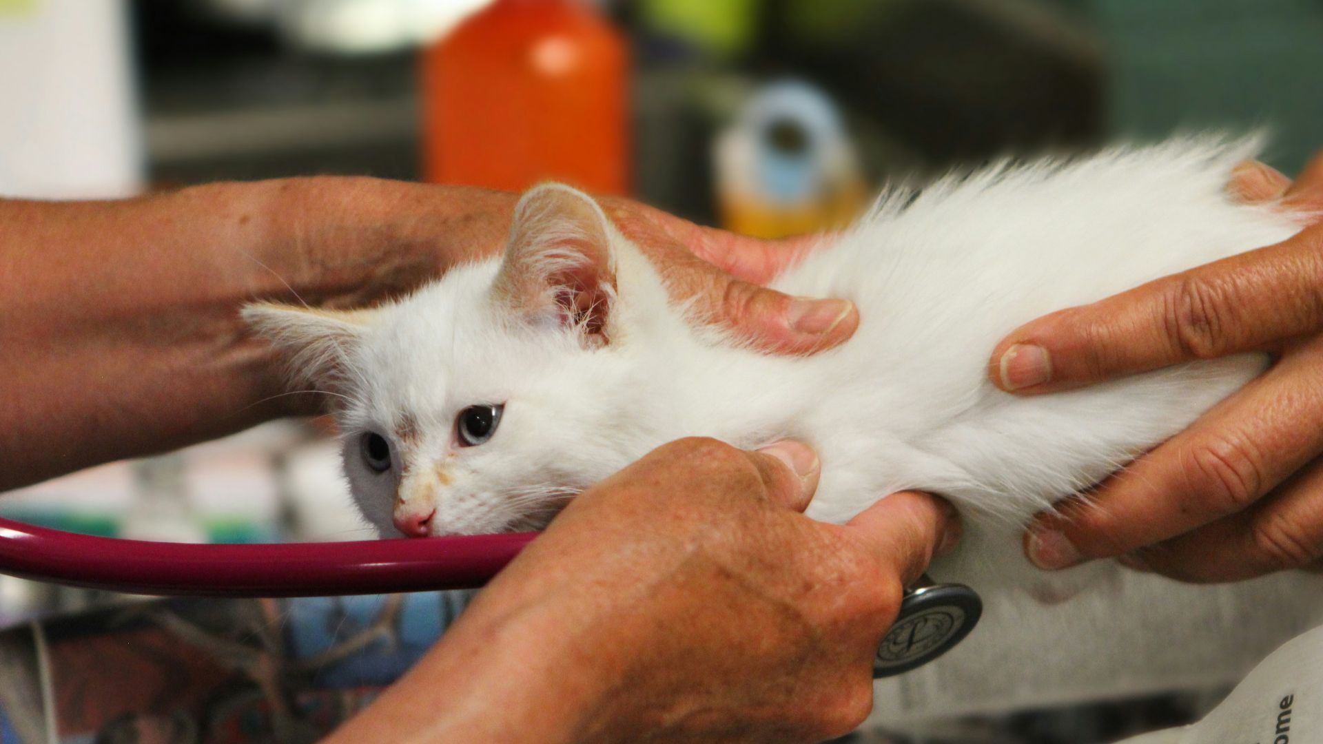 A white kitten being examined by a veterinator