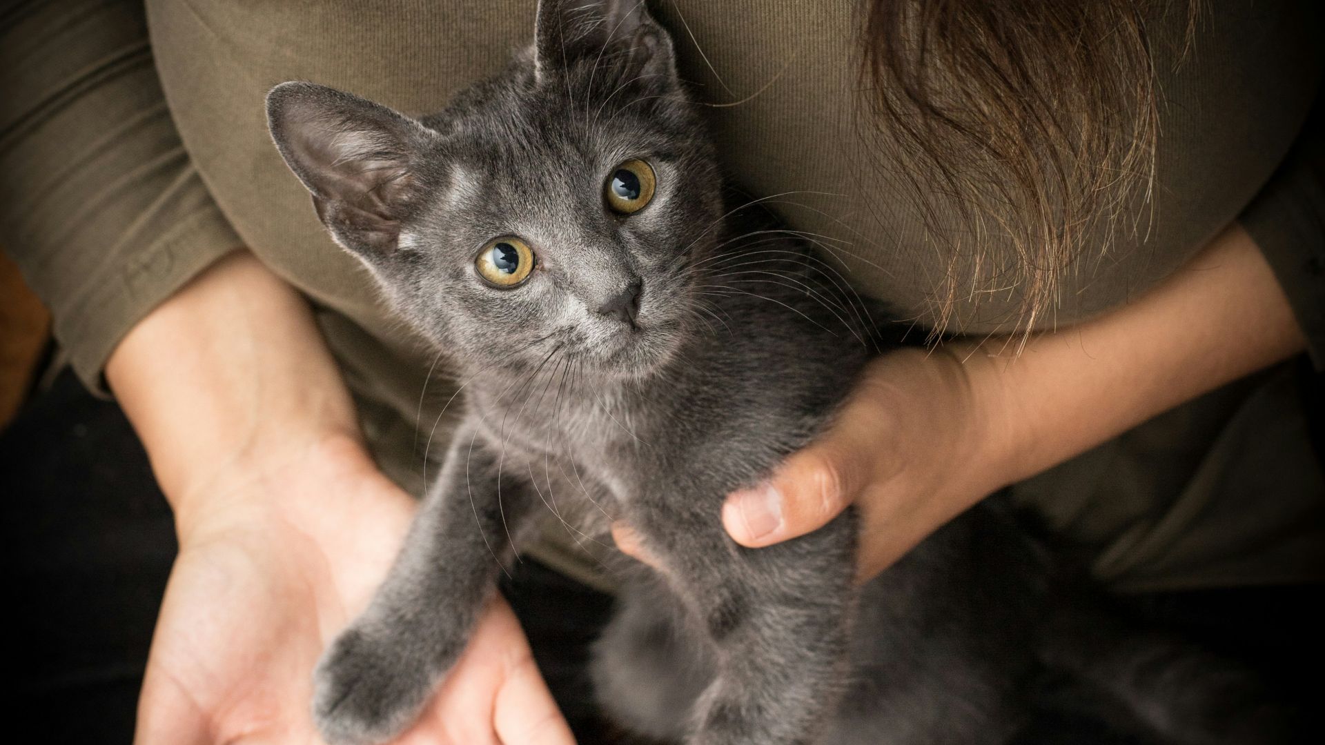 person holding black cat on brown leather couch