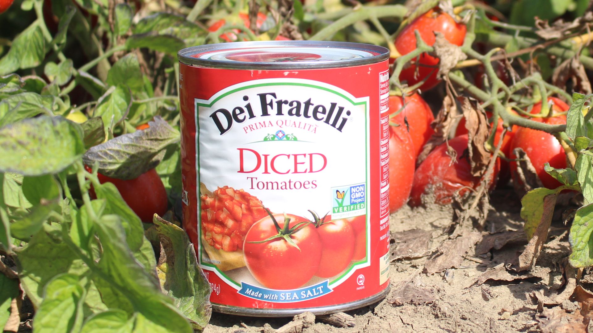 File:Dei Fratelli in Field.jpg