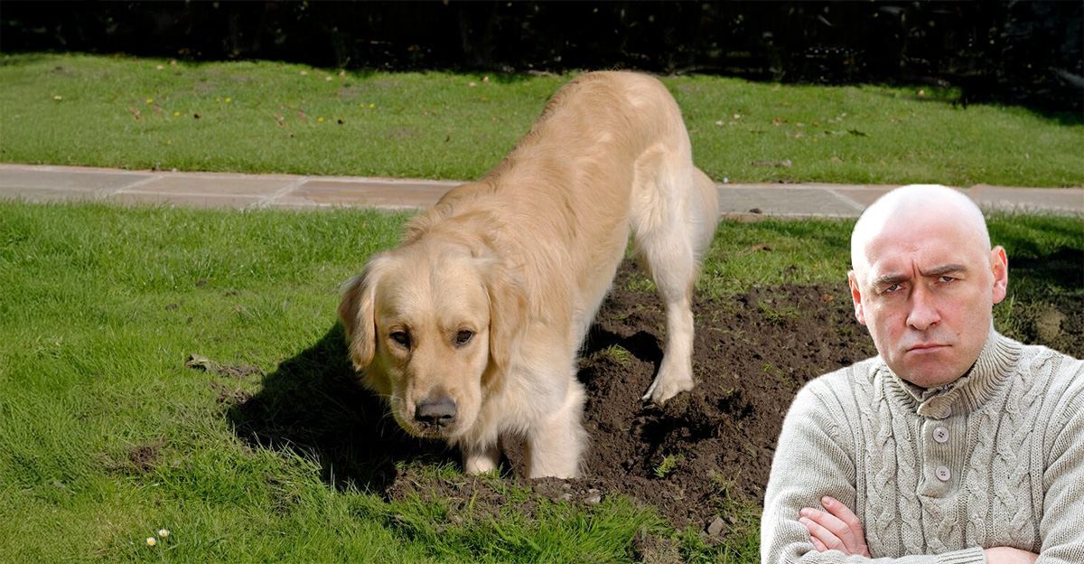 Rss Thumb - Neighbor's Dog Digging Up Yard