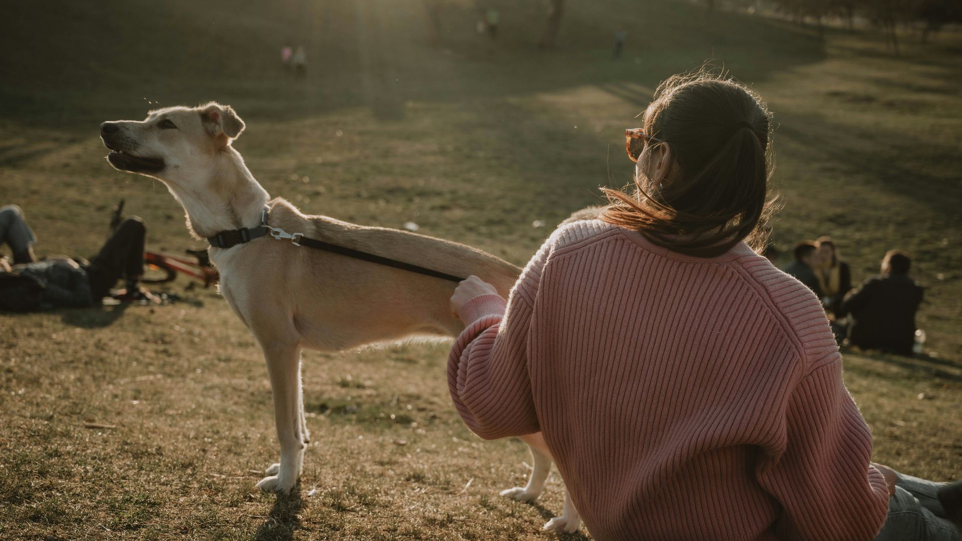 Woman petting a dog in a park at sunset