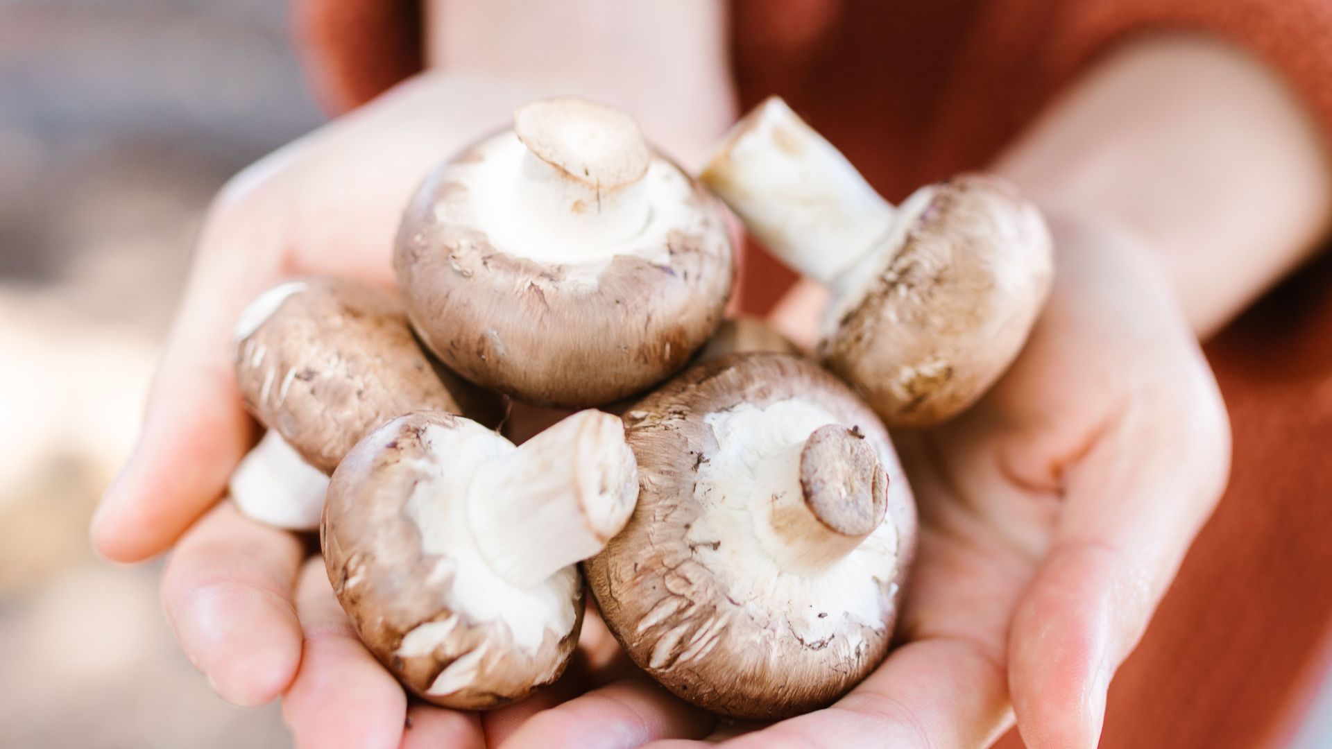 Close-up of a person holding fresh brown mushrooms in hands, showcasing natural produce.
