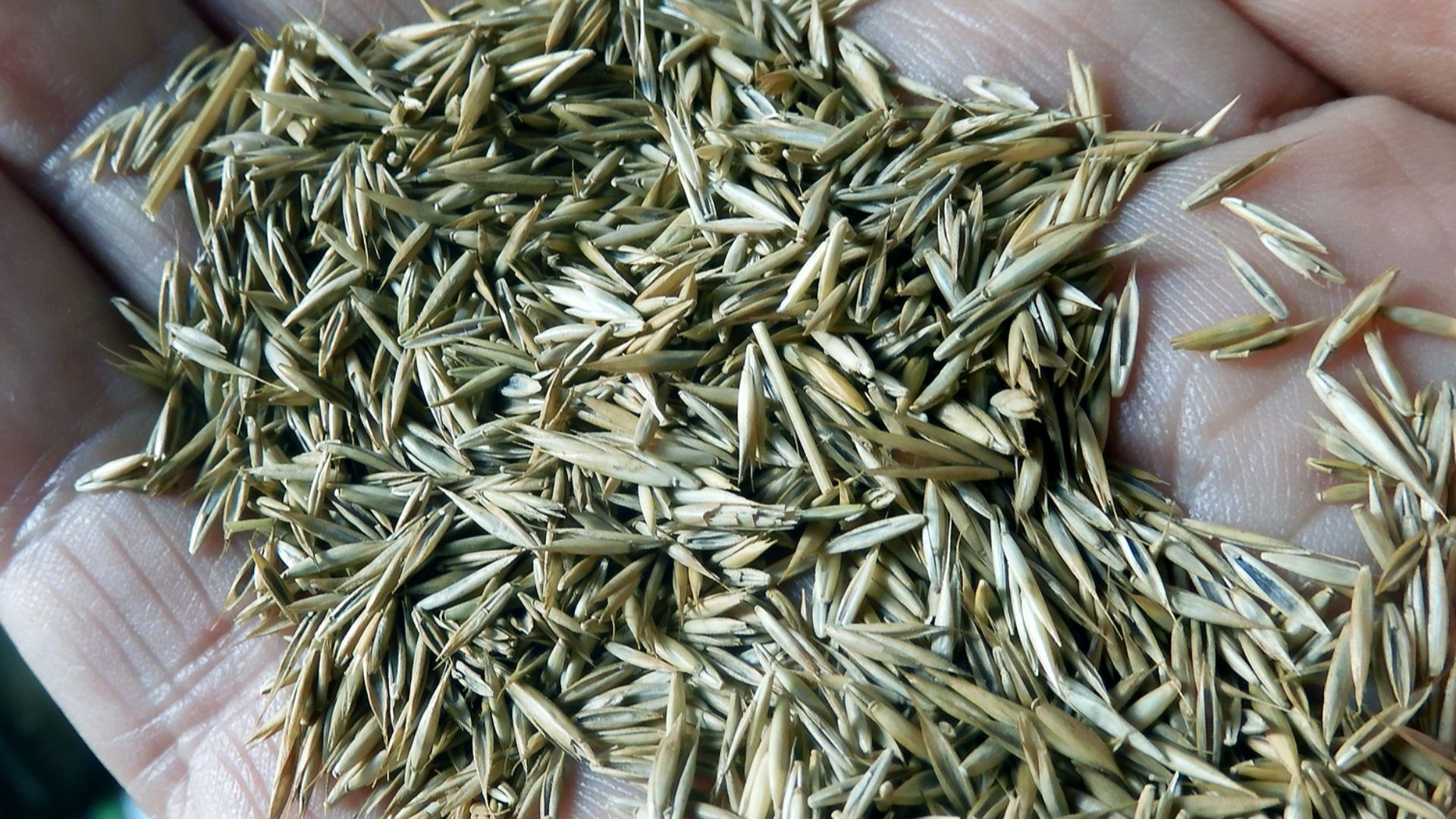 Gräsfrön, en blandning av 90% Rödsvingel (Festuca rubra) och 10% Fårsvingel (Festuca ovina).