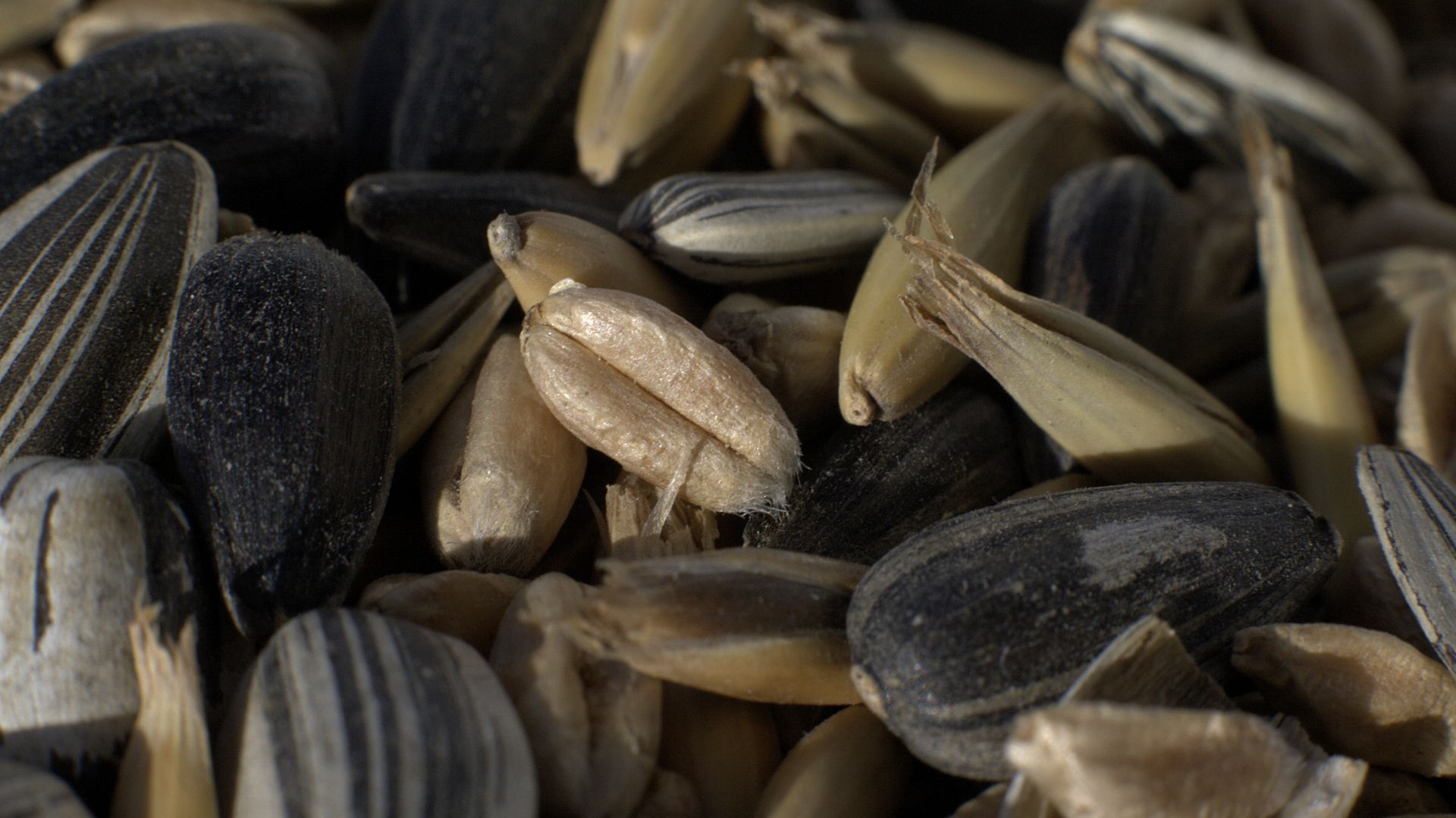 Seeds as bird food